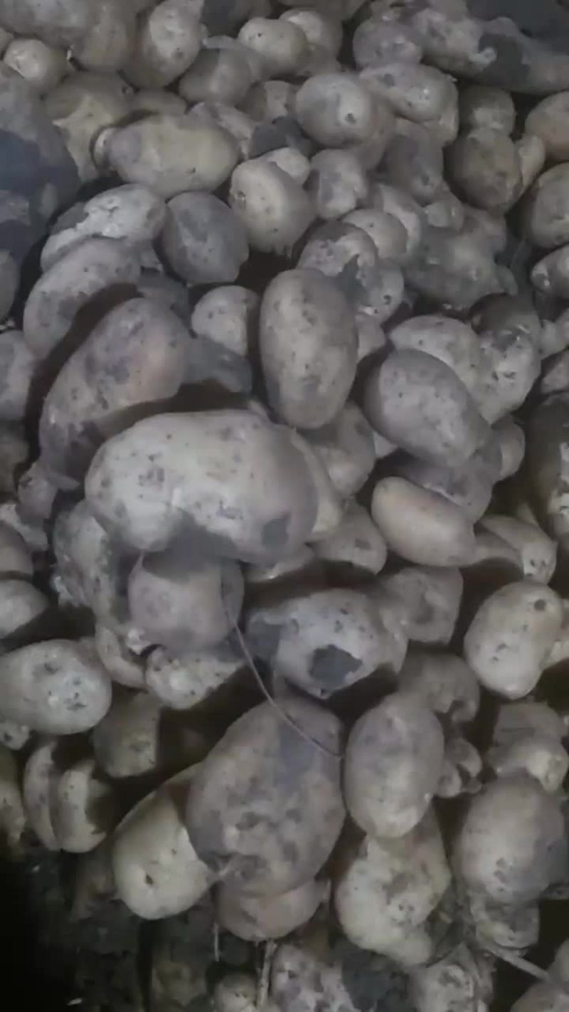 土豆