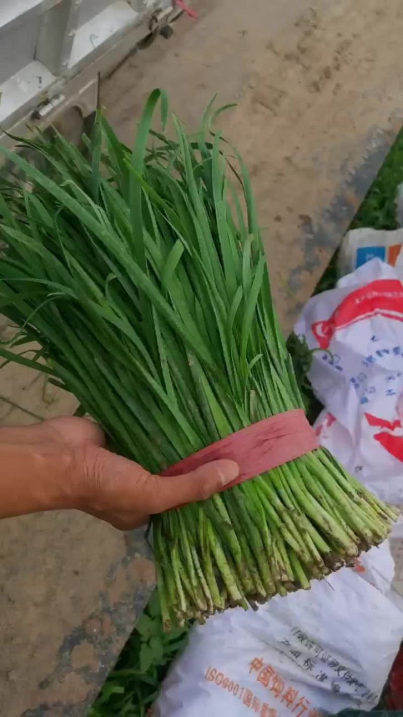 露天韭菜，需要的联系