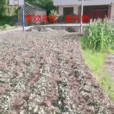淫羊藿