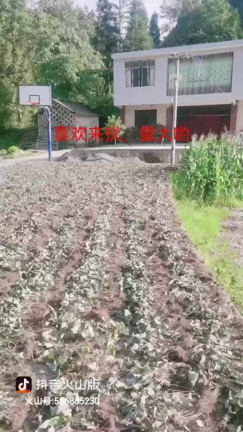 淫羊藿