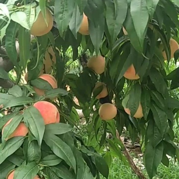 桃