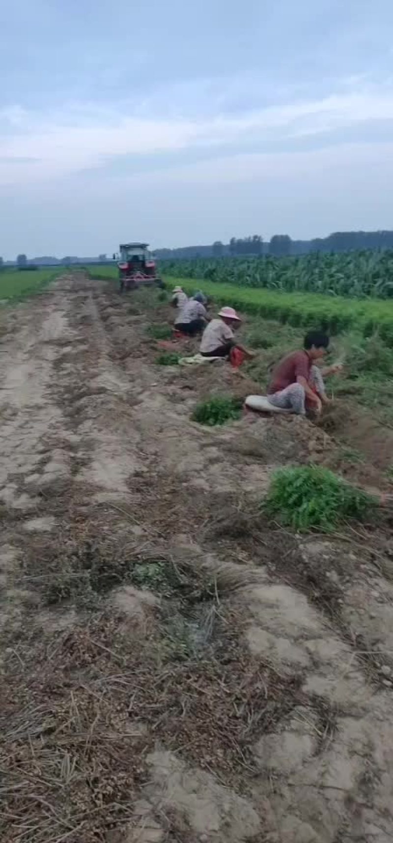 紫穗槐苗紫穗槐杯苗规格齐全价格优惠发货速度快