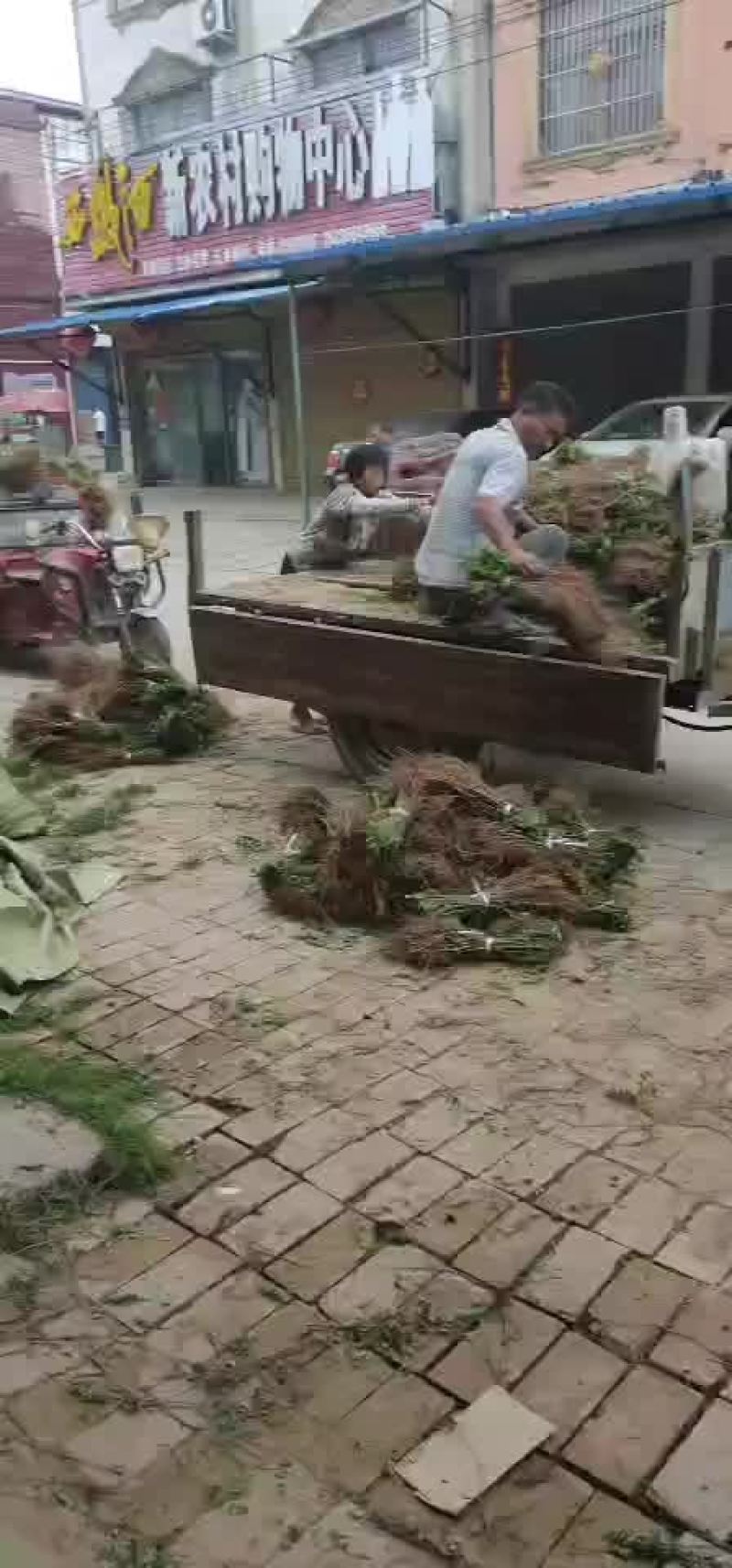 紫穗槐苗紫穗槐杯苗规格齐全价格优惠发货速度快