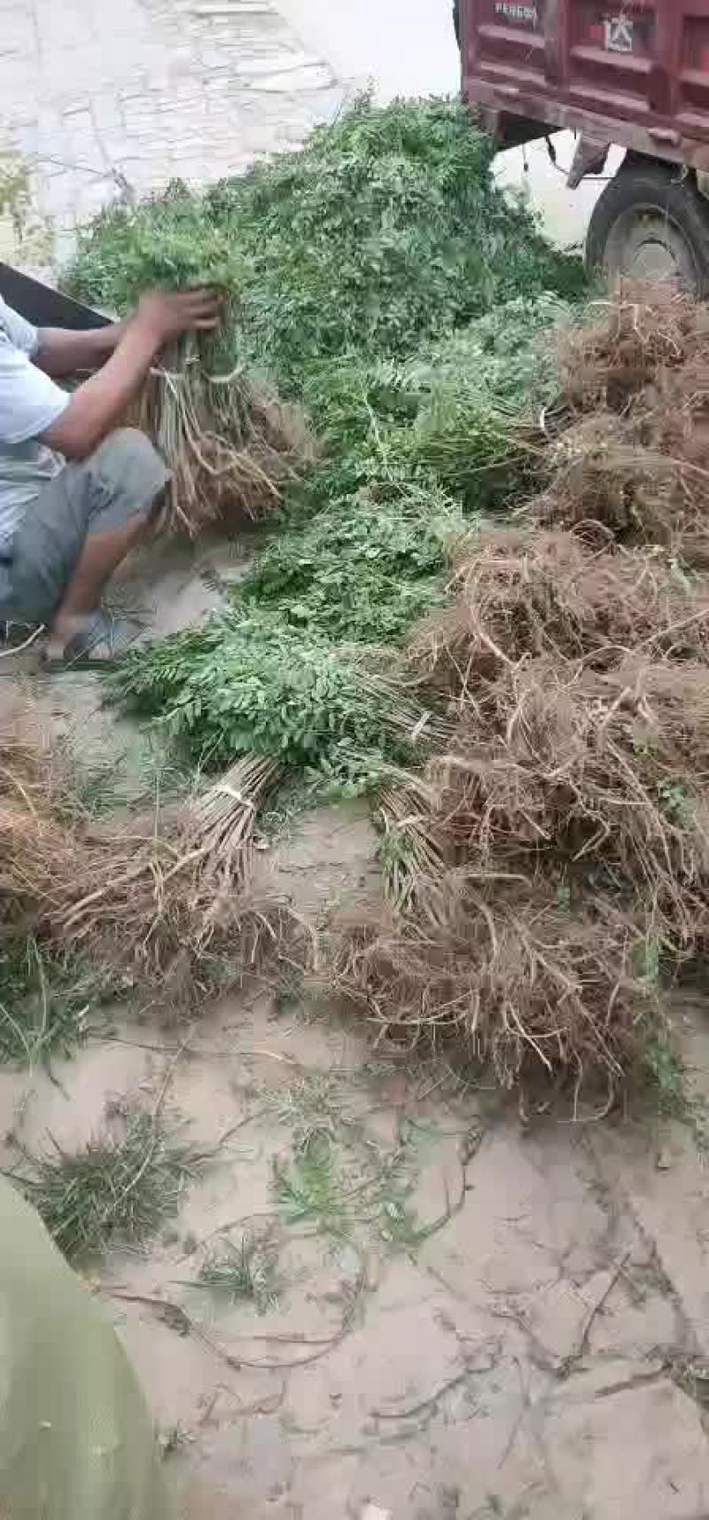 紫穗槐苗紫穗槐杯苗规格齐全价格优惠发货速度快