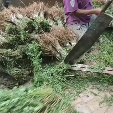 紫穗槐苗紫穗槐杯苗规格齐全价格优惠发货速度快