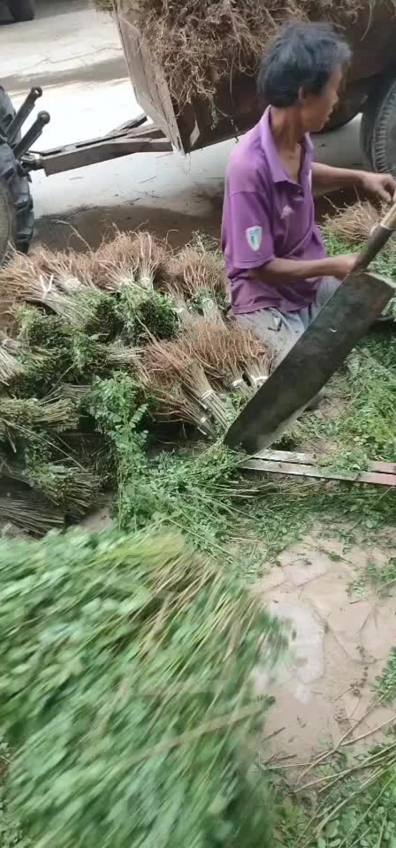 紫穗槐苗紫穗槐杯苗规格齐全价格优惠发货速度快
