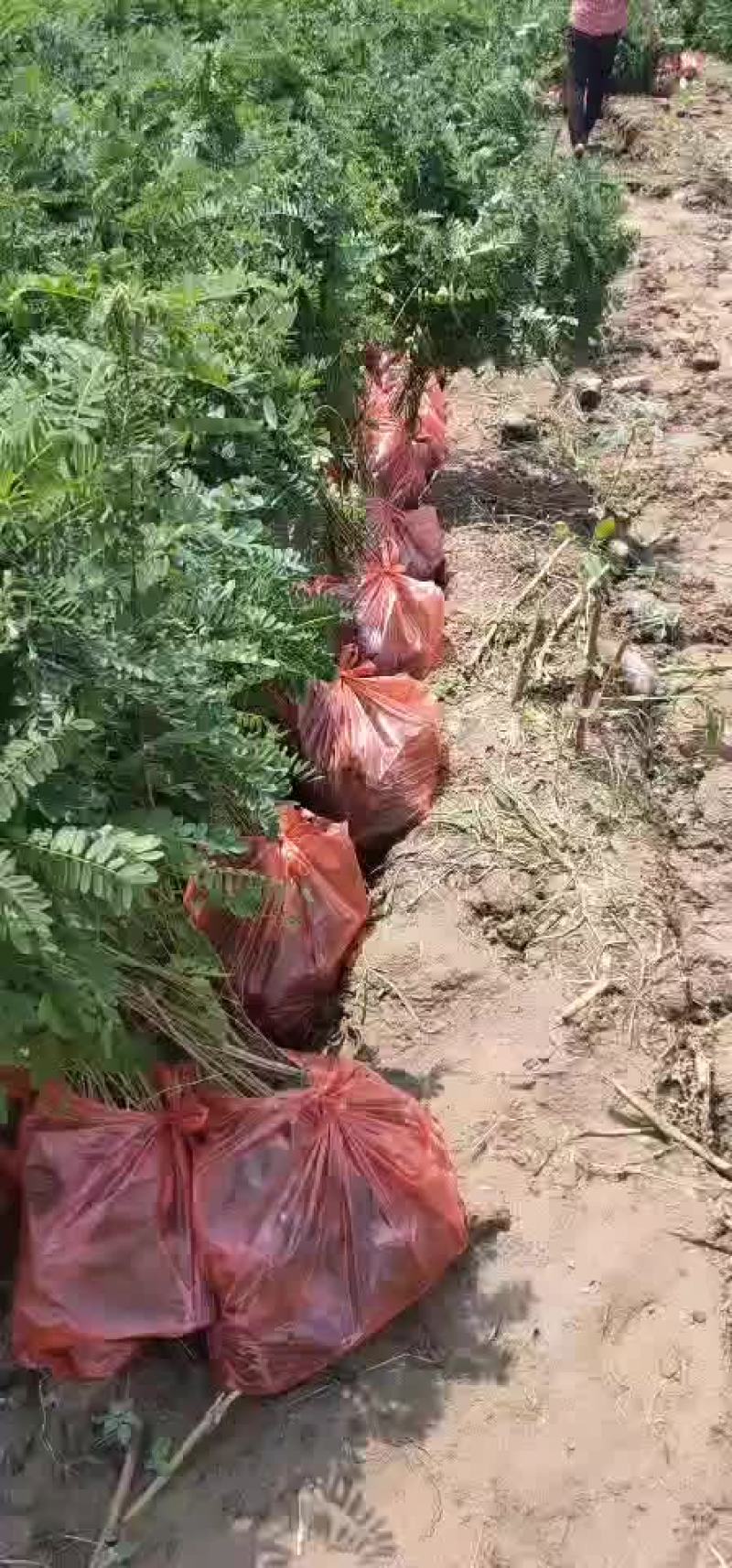 紫穗槐苗紫穗槐杯苗规格齐全价格优惠发货速度快