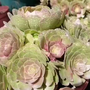 万圣节多头