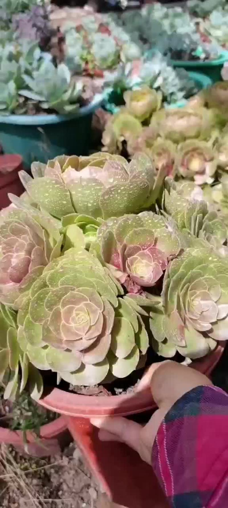 万圣节多头