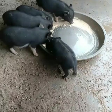 出售五头藏香猪，三母两公