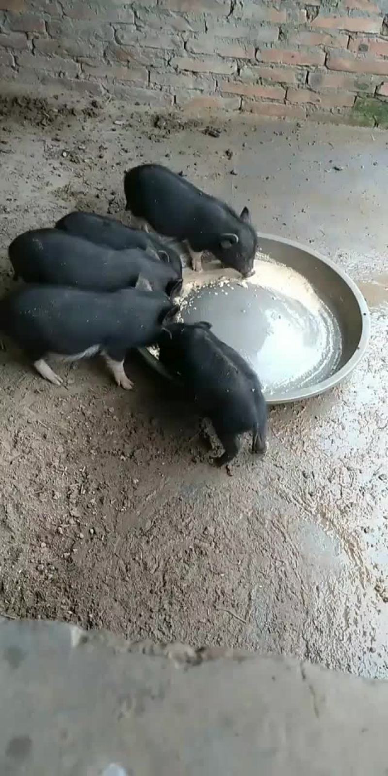 出售五头藏香猪，三母两公
