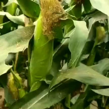 万糯2000甜玉米