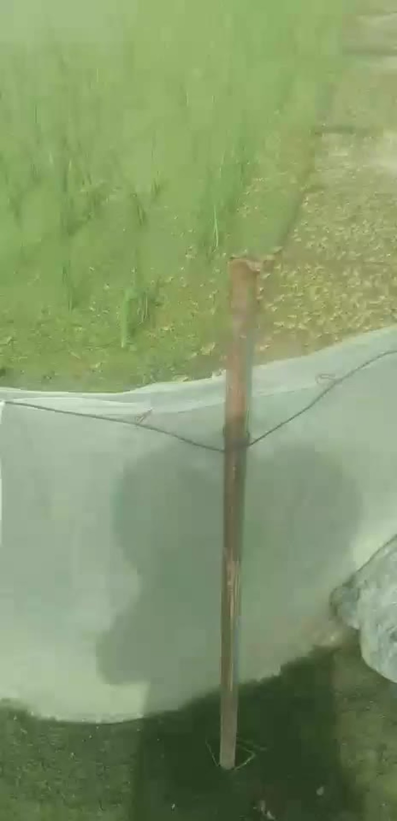 黑斑蛙