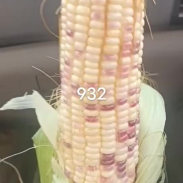 花糯玉米