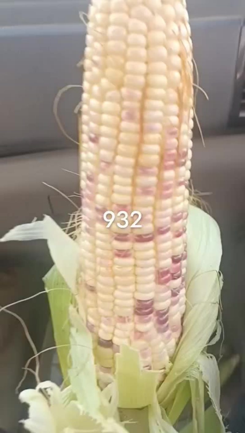 花糯玉米
