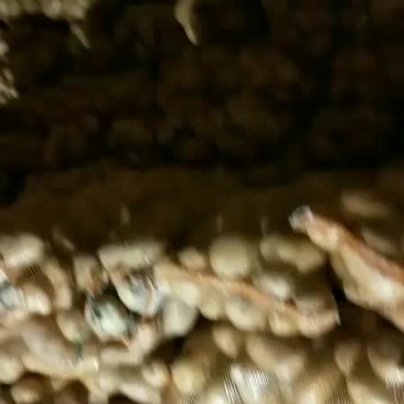 库存土豆，荷兰十五。二两半以上通天