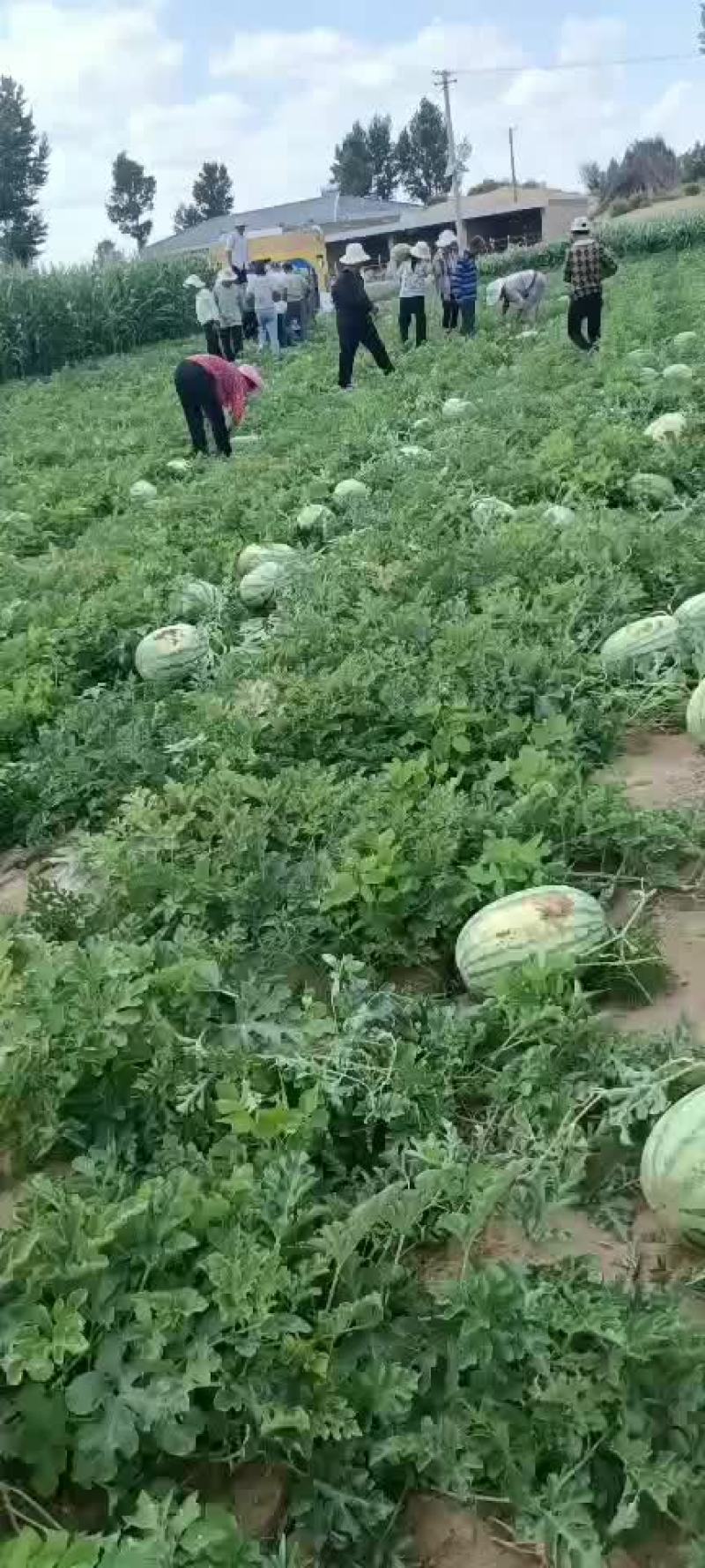 西瓜