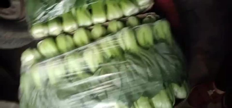 精品油菜油麦菜大量上市品质保证代发全国欢迎来电！