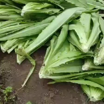 精品油菜油麦菜大量上市品质保证代发全国欢迎来电！