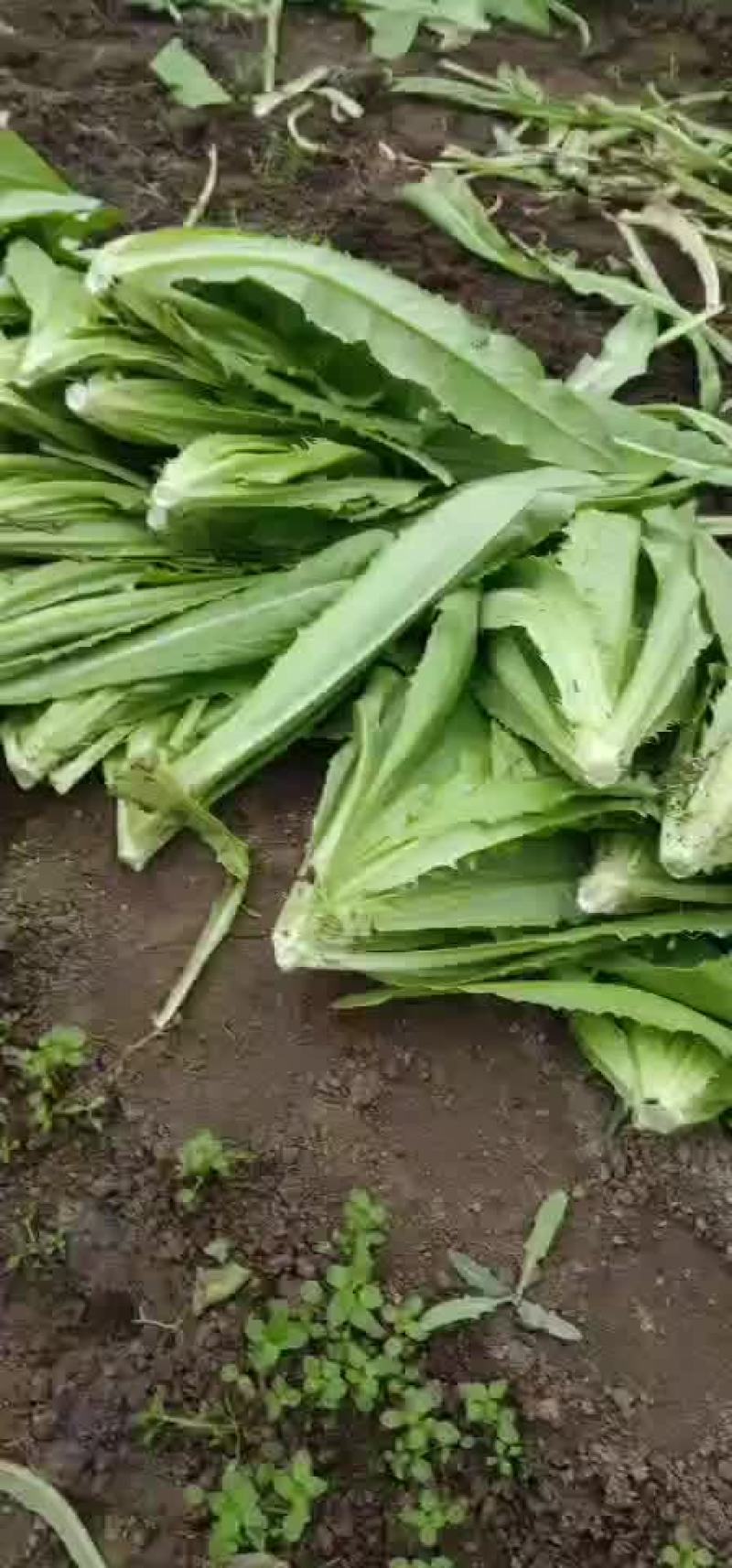 精品油菜油麦菜大量上市品质保证代发全国欢迎来电！