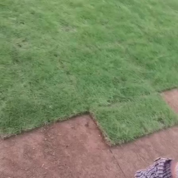 草皮