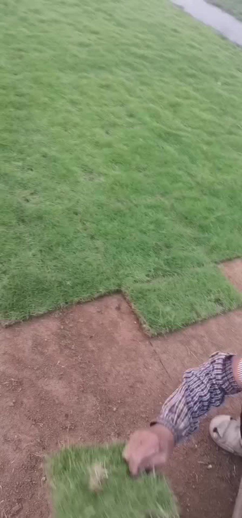 草皮