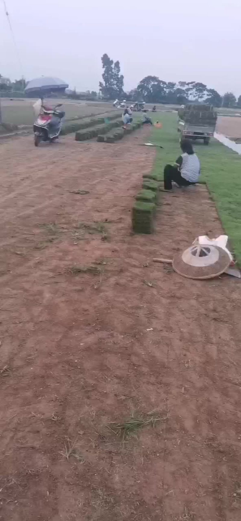 草皮