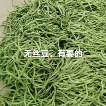 精品无丝豆上市了，