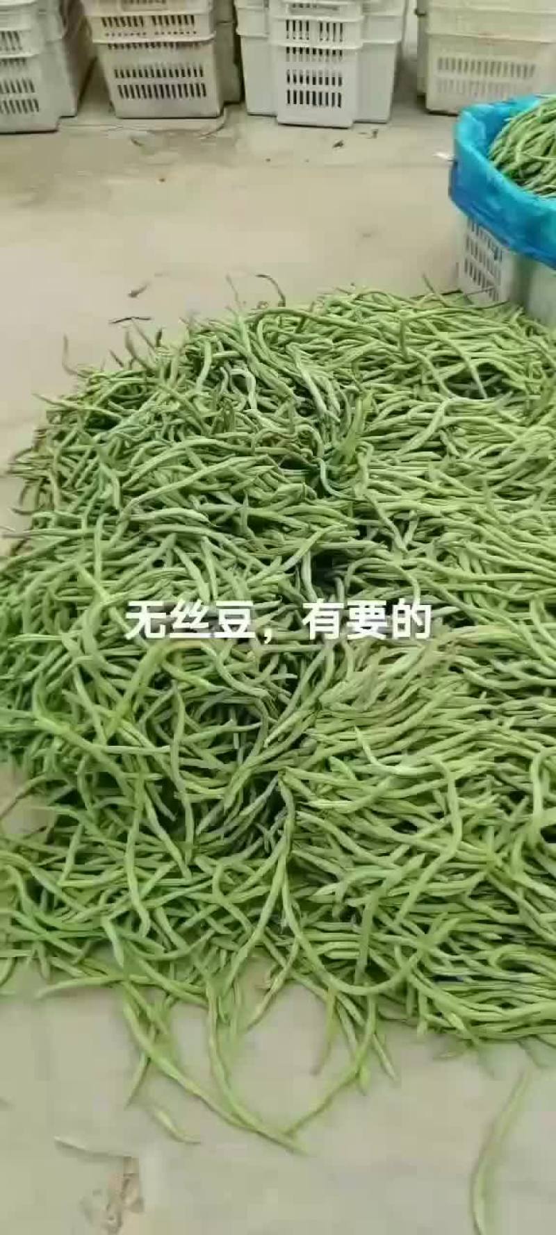 精品无丝豆上市了，