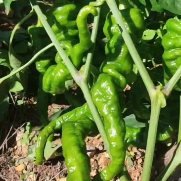 螺丝椒