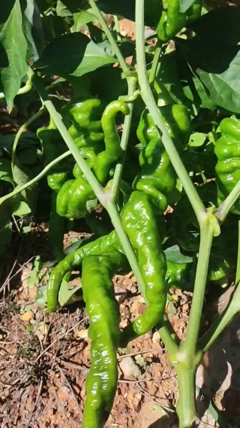 螺丝椒