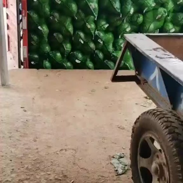 铁头包菜