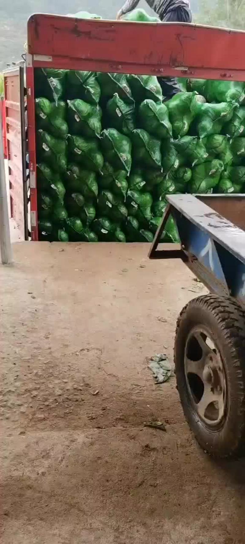 铁头包菜