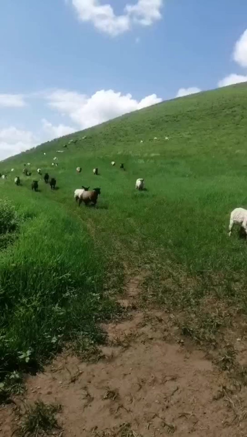 草原散养萨福克串子，