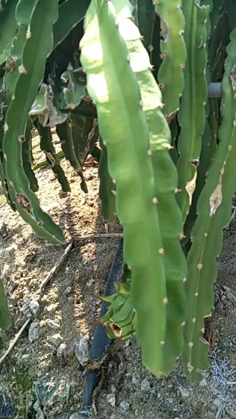 火龙果