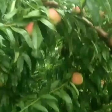 14号离合