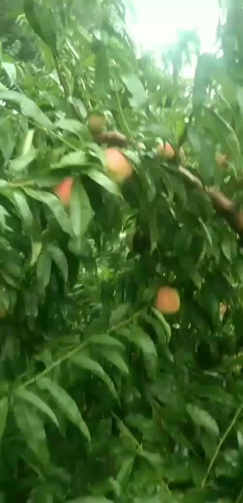 14号离合