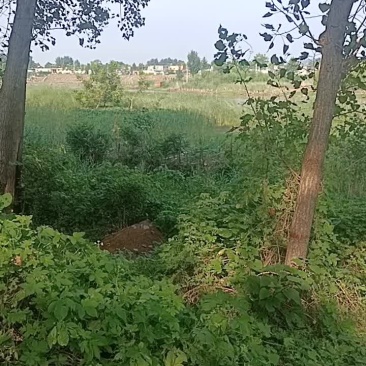 蒲棒