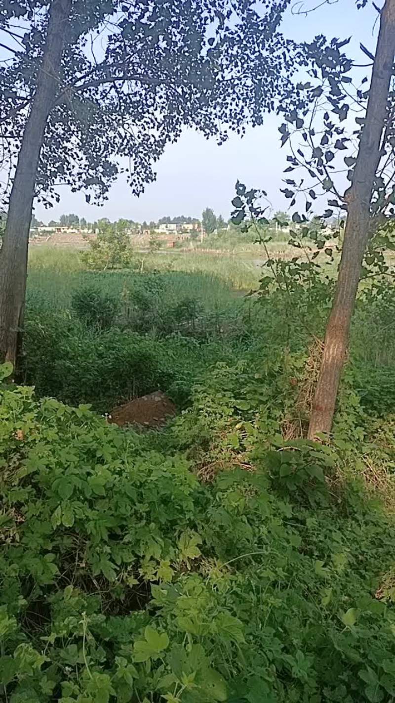 蒲棒