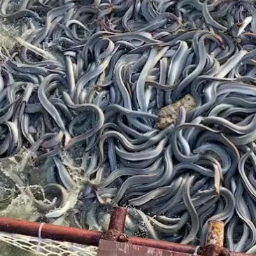 活鳗鱼销售有需要的老板请联系