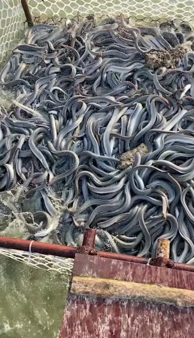活鳗鱼销售有需要的老板请联系