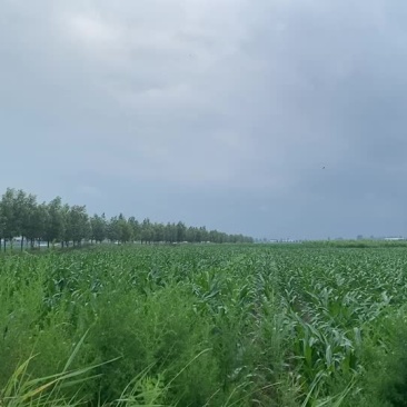玉米农作物