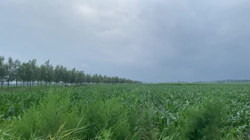 玉米农作物