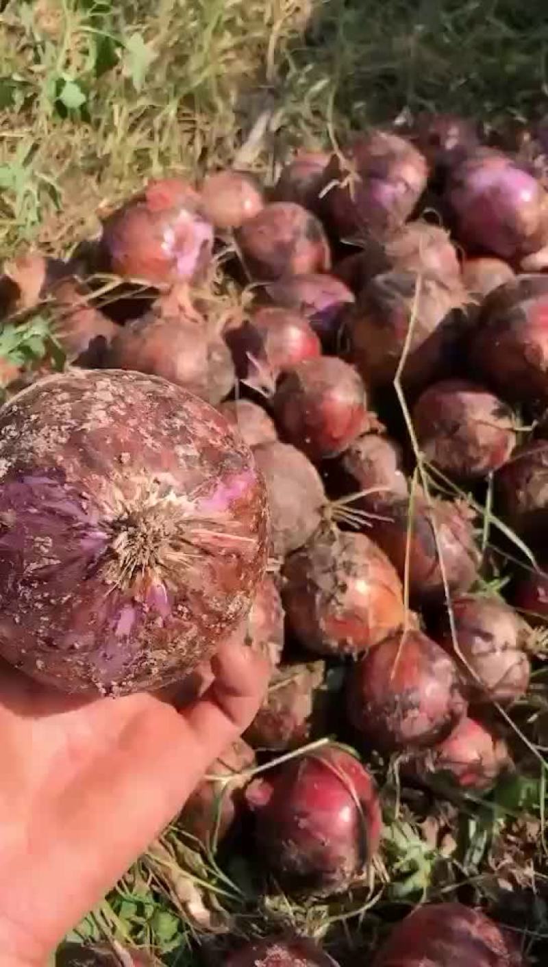 精品库存洋葱大量有货，需要的老板联系