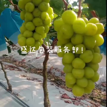 阳光玫瑰大量上市