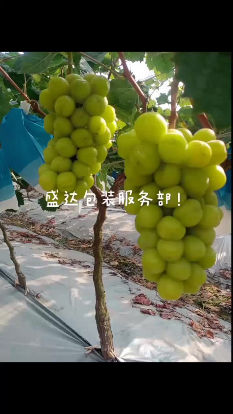 阳光玫瑰大量上市