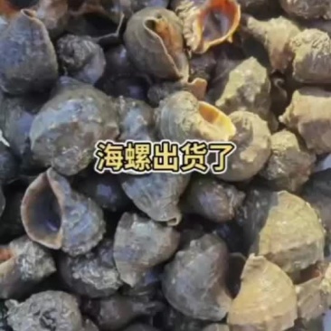 鱼船货海螺