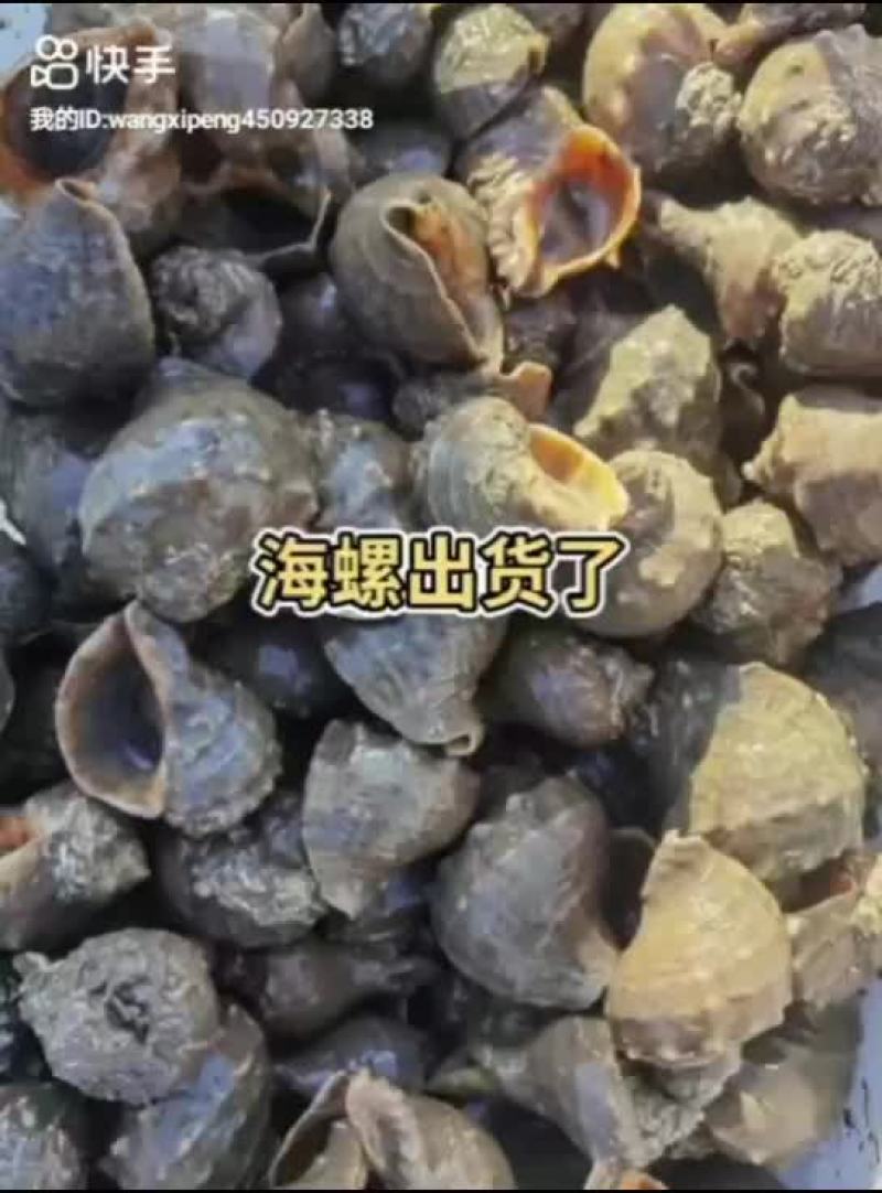 鱼船货海螺