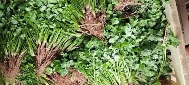 香菜