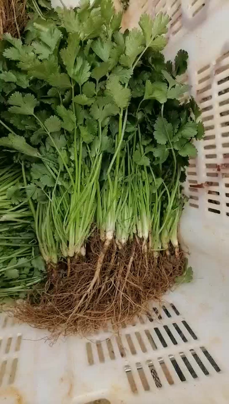 香菜